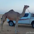جذعه مصعد على عيال سياف وامها مهجنه شكل وسلاله