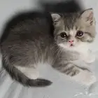 للبيع سكوتش