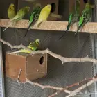 بادجي طيور حب