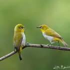 طيور مغرده