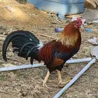 ديك للبيع على السوم