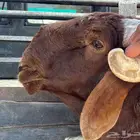 فحل نعيم جذع صنف