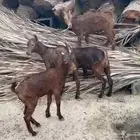 تيوس