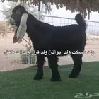 مشروع فحل عارضي صنف الصنف
