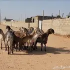 غنم سواكني