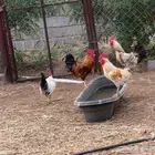 ديوك بلدي للبيع