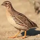 سمان للبيع