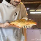 سمك بلطي وكارب زريعه وامهات