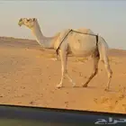 وضحا طيبه