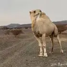 فحل للبيع اوضح كفوو