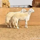 طليان حري حرش صنف الصنف