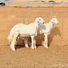طليان حرية مشاريع فحول صنف الصنف