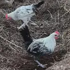 ديوك للبيع