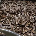 عود مروكي سبيشل سعر الكيلو 1200