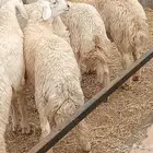 طليان ذبايح جذعان للبيع