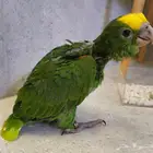 فرخ دبل يلو هد انتاج محلي