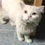 قطه للبيع 