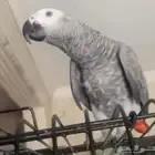 كاسكو ضايع حي السحيلي