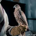 مطلوب صقراو شبوط