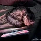 قطه