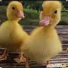 فروخ بط مصري