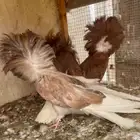 زوج جاكوبين مع انتاجه