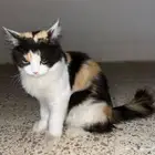 قطه شيرازيه