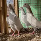 حمام باكستاني تم البيع