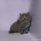 البيع قطة انثى صغيرة جدة