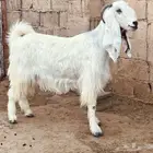 خمس معزا دفيع