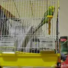 حبة من الطيور