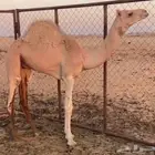 مطلوب مطلوب حاشو ع النص نبي نوعيات طيبه ابكار وقعدان اللي