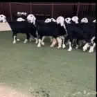 رخال نجد