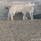 ( تم البيع) ثني جرم فاخر من حلال الصياد في أملج