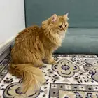 قط ذكر بيرشن شعره كثير وجميل