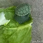 سلاحف صغيرة للبيع