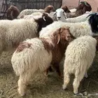 ذبايح للبيع