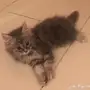 قط للبيع