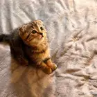 قطط سكوتش اناث للبيع