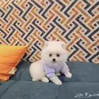 بوبي بيور بومرينيان