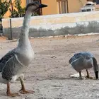 للبيع وز عراقي