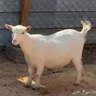 3 جفرات ماعز قزم اناثي حلوات