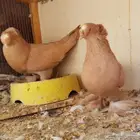  نجفي اصفر مع عياله مستوى قوي (( تم البيع ))