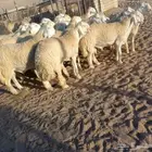 ( تم البيع) 22 جذعان فواخر حريه من الصياد في أملج