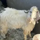 تيس فحل مشروط