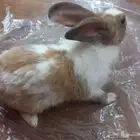 حي ابو سبعه.
