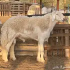 للبيع فحل حري من حلال عيسى الجبر