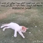 قط صغير مفقود في حي الدار البيضاء  مكافأة لمن يجده