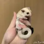 شوقر قلايدر