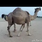 ماخض القحه بثالثها طوال ورتفاع وهداوه ونفس وديد ملكي